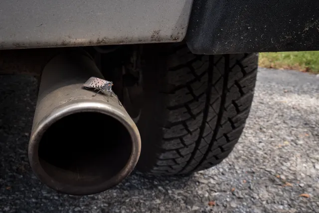 Spotted lanternfly resting on a vehicle’s metal exhaust tailpipe.