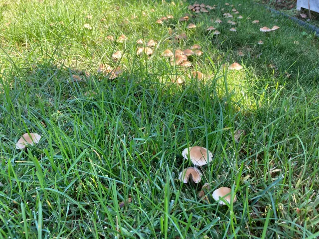 Multiple mushrooms with honey-brown caps and white edges scattered in turfgrass.