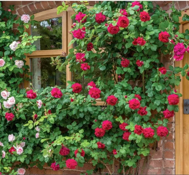 Red roses on a trellis