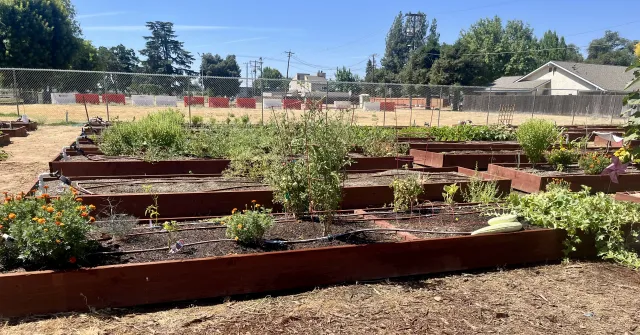 Garden beds planted with winter vegetables at a community garden