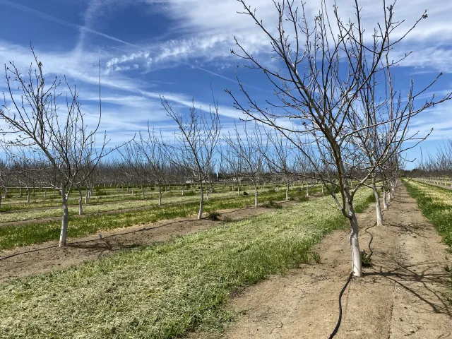 Walnut trees without leaves with mowed cover crop between the rows