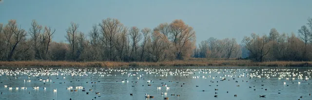 Gray Eagle Wildlife Area