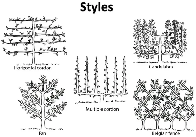 graphic image displaying different espalier styles
