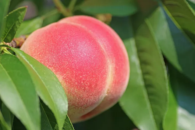 Photo of a ripe peach growing on a tree.