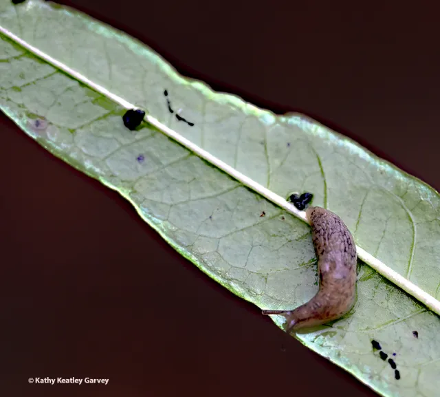 A slug on a milkweed leaf. (Photo by Kathy Keatley Garvey)