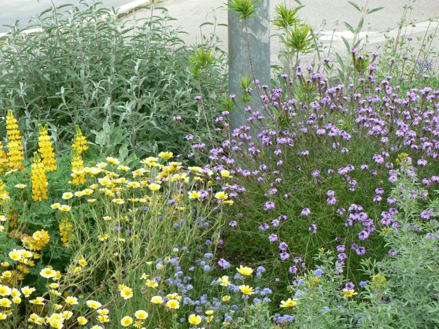 Photo of a mixture of blooming California wildflowers.