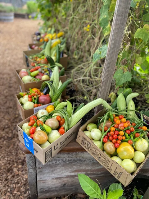 Seasonal harvest boxes from Legacy Garden that provides fresh vegetables to Tribal Health members