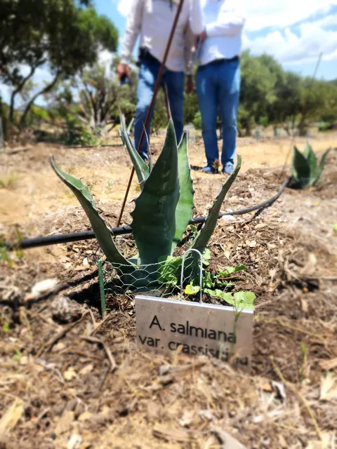 agave salmiana