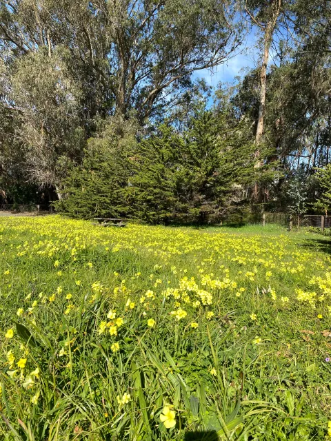 Numerous yellow flowers invading an open, grassy area along a row of trees.