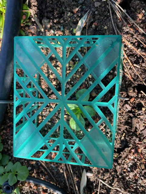 Mache seedings are vulnerable to damage from birds and snails. The basket protects them until they are large enough to sustain minor damage. 