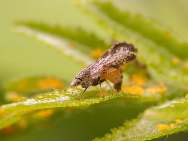 Small moth-like insect with wings broadest in the apical half, mottled, and have a dark brown band around the outer half laying yellow almond shaped eggs on green leaves.