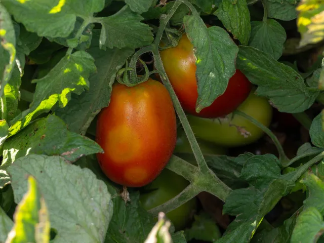 Red tomato with circular discoloration surrounded by green leaves with scattered brown spots.