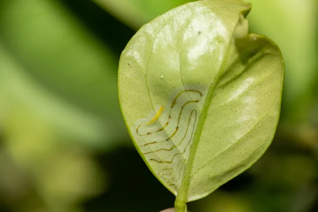 Whitish, winding tunnel that runs under the surface of a green leaf. Long, yellowish-green larva at end of tunnel. Copyright information is at the bottom (UC Statewide IPM Program Copyright 2025 Regents, University of California).