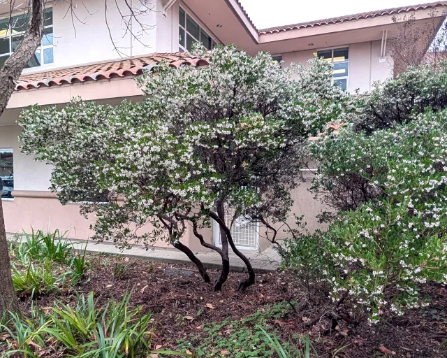 Manzanita Howard McMinn