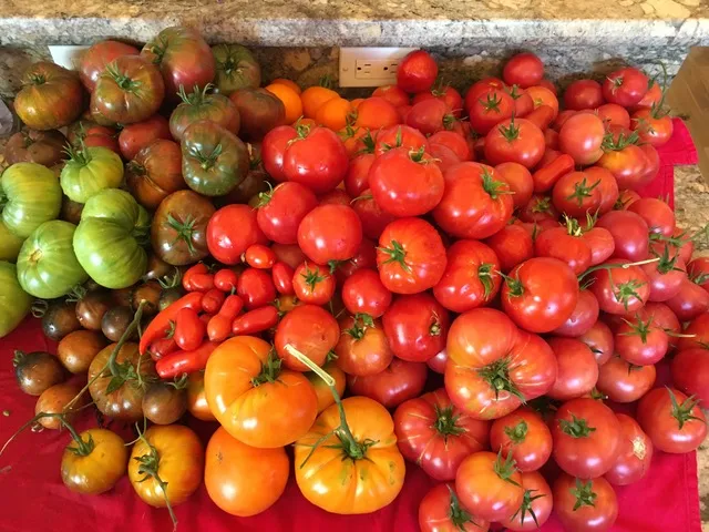 Many tomato varieties