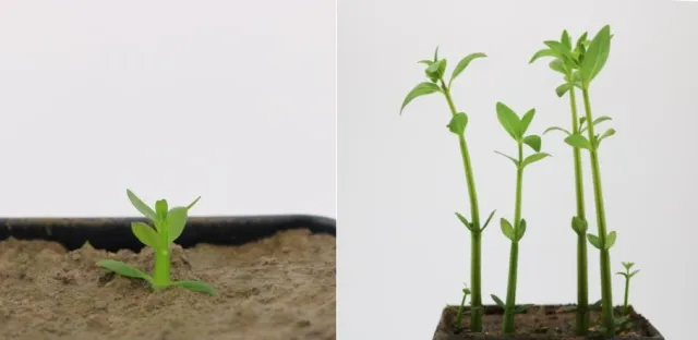 whitewater fire and redstem