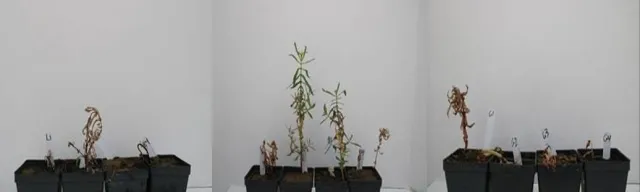 treated plants versus untreated