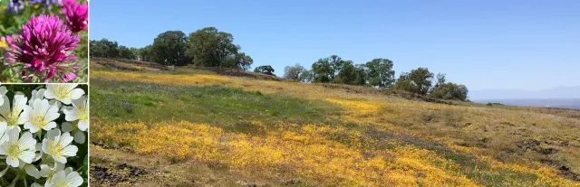 Table Mountain is covered in wildflower blooms in the spring.