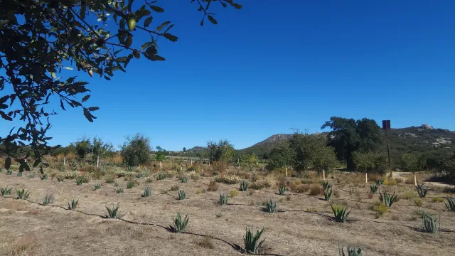 Agave + N fixing trees