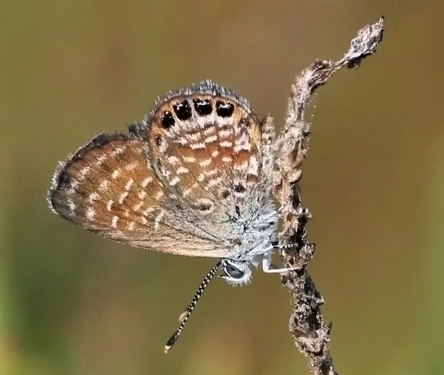 The Pygmy Blue butterfly is the smallest in the world. (Wikipedia Photo)
