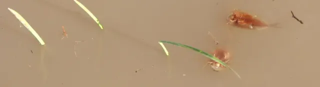 tadpole shrimps backstroking on the water surface