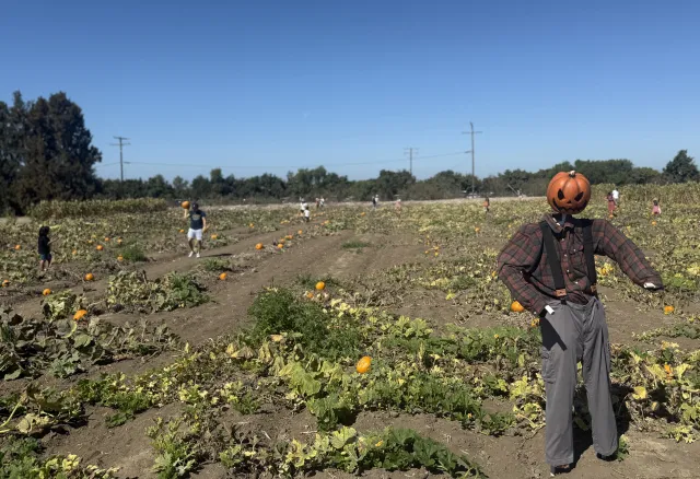 a pumpkin-head scarecrow in a field of pumpkins