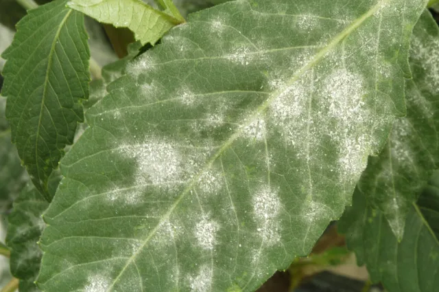 A close-up of a green leaf with patches of fungus that looks like powder coating the leaf's surface.