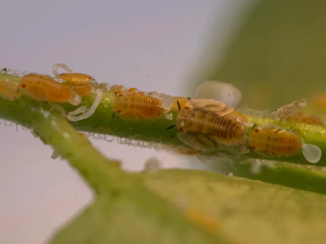 Asian citrus psyllid yellowish nymphs with red eyes and white waxy tubules on a leaf stems