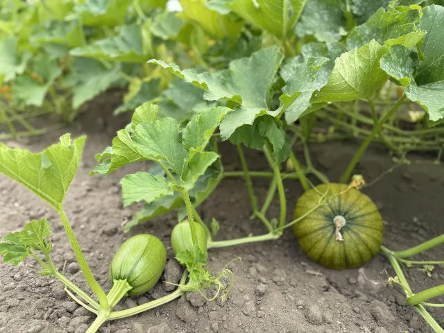 young green pumpkins growing on the vine