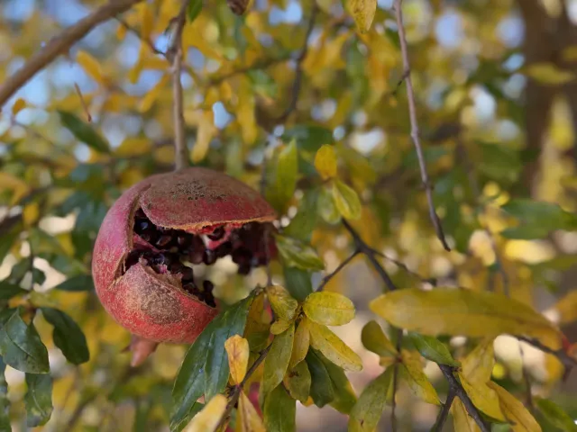 a cracked open pomegranate on the tree with leaves in the background