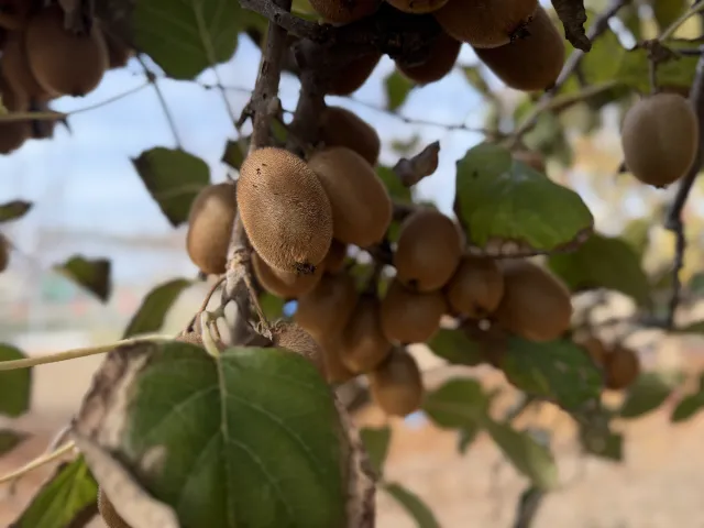a cluster of kiwis growing on the plant
