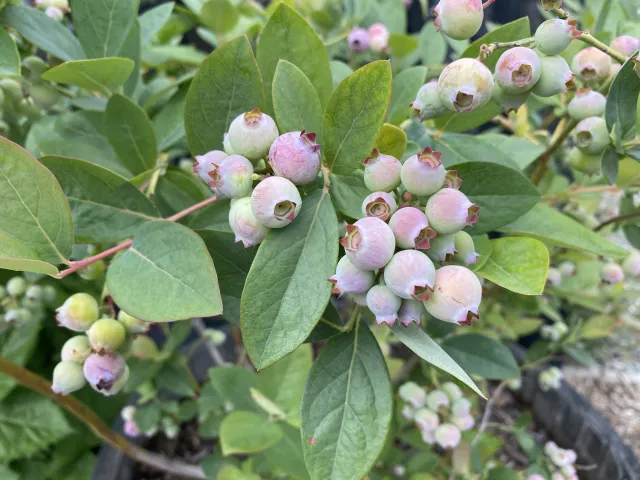 unripe blueberries growing on the plant