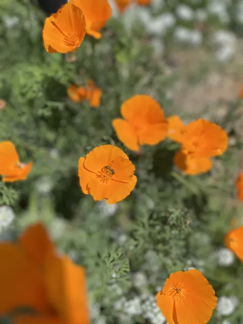 California poppies