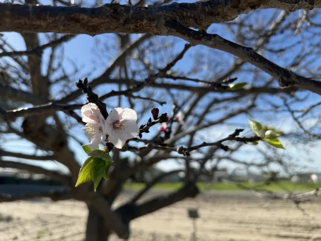 flowers blooming on a stonefruit tree