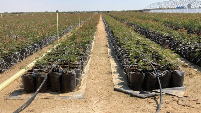 Microirrigated&nbsp;pistachio plants in pots at a&nbsp;nursery 