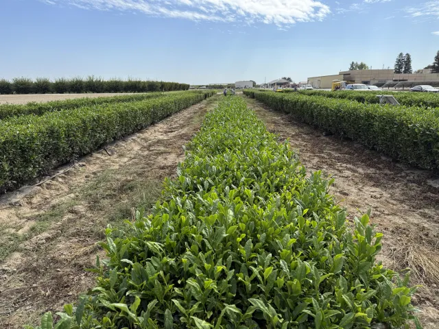 Rows of tea bushes in the field