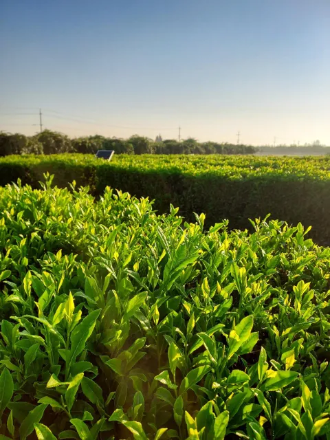 Tea field from an angle backlit by the sun
