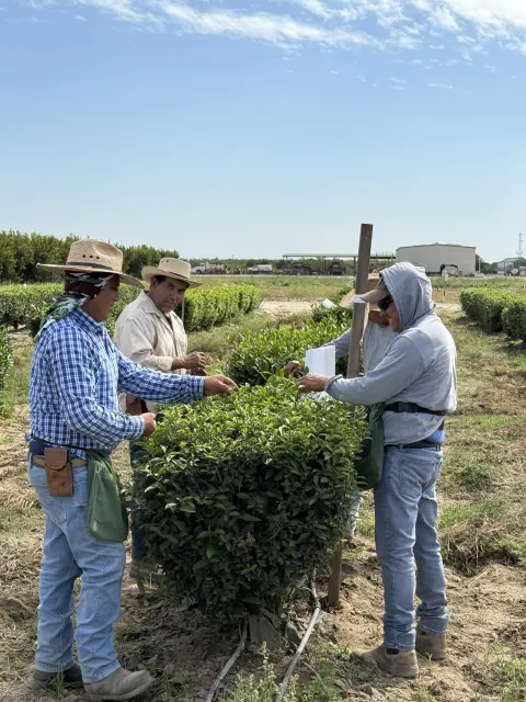 Four people wearing hats hand pick tea from bushes in the field.