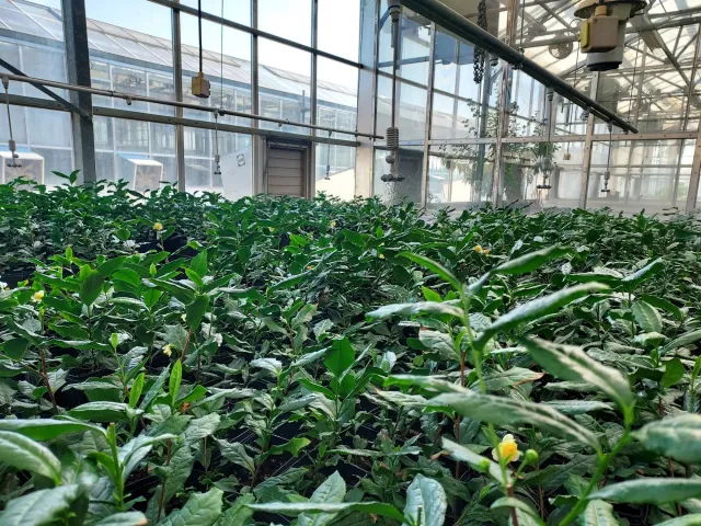 Tea plants inside a greenhouse with windows in background