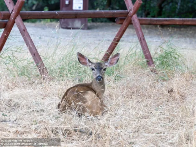 A brown deer with large ears laying in tall, dry grass, looking over its shoulder toward the camera.