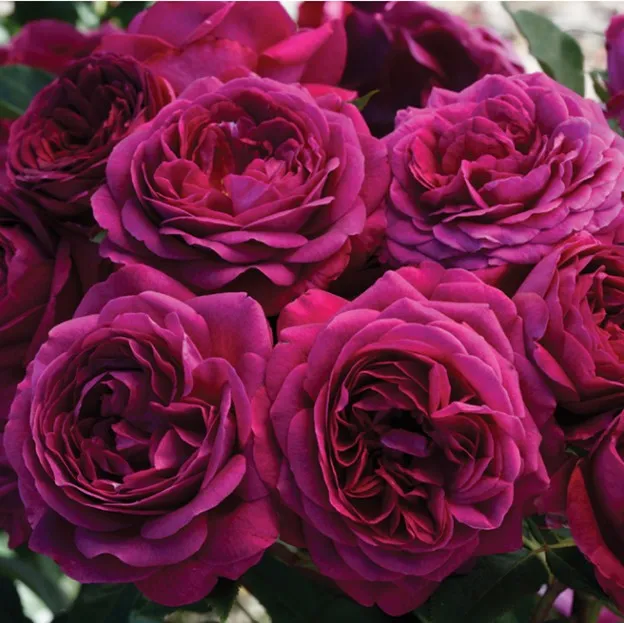 Deep red roses
