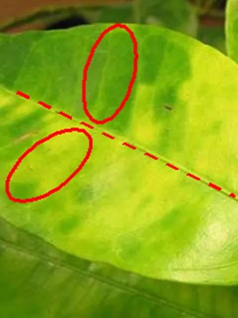 Una hoja mostrando de cerca el daño que hace el HLB en los árboles de frutos cítricos