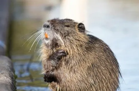 nutria where you can see its prominent orange front teeth
