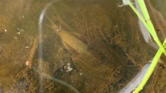 tadpole shrimp beneath the water surface