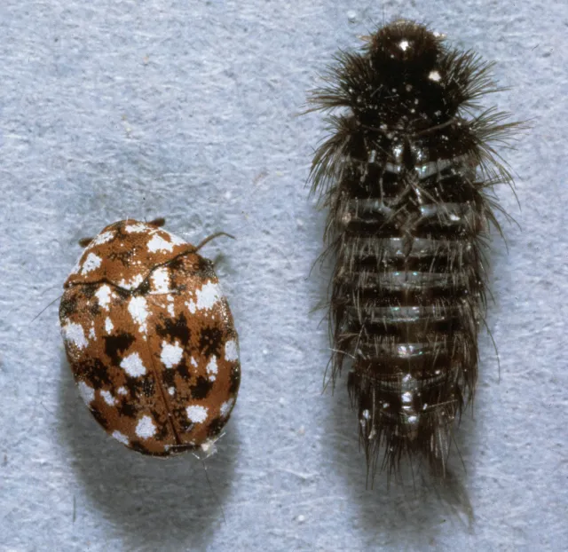 A small, oval, multicolored beetle with brown, white, and black spots on its wing cases next to a small, oblong black and white beetle larva with tufts of black hairs arranged in horizontal stripes down its back.