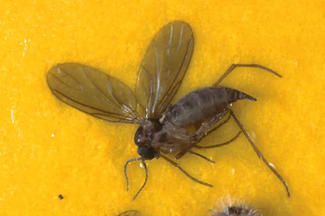 A tiny, dark grey insect stuck to a bright yellow sticky trap. The insects has a pair of translucent wings, thin long legs, and an oblong body that is pointed at the tail-end.
