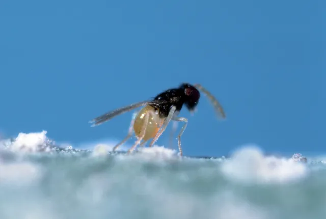 A tiny black and yellow Encarsia inaron wasp.
