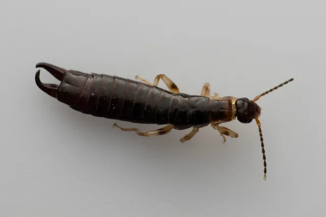 A long, thin, dark brown insect with a pair of curved pincers on it's tail-end.