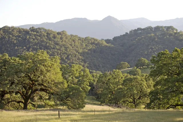 Oak woodlands at Hopland REC with forested rolling hills in the background