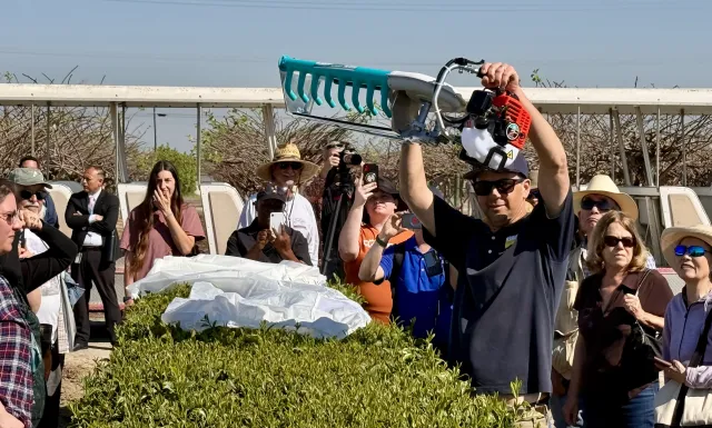 Research associate raises hand-held tea harvesting machine
